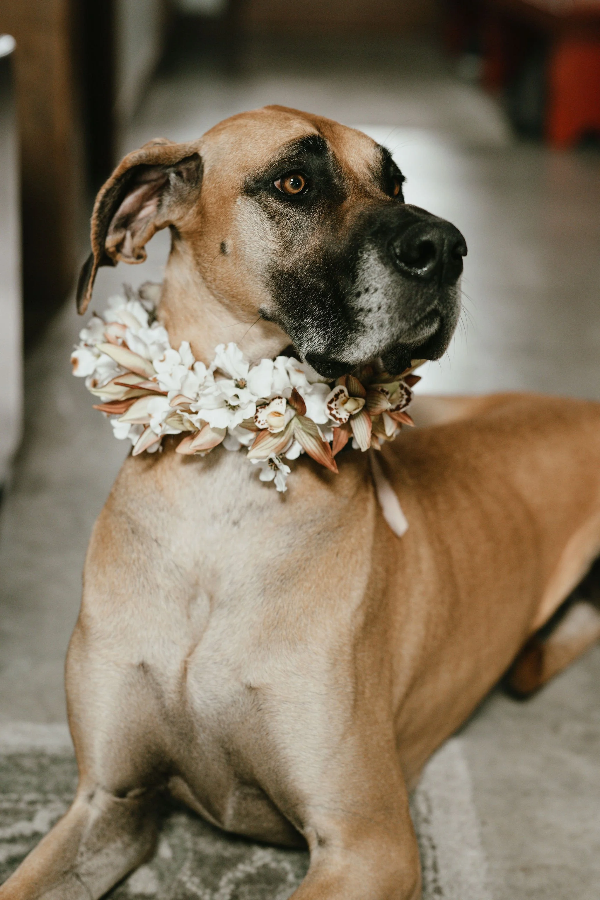 A tan and black dog wearing a flower necklace indoors.