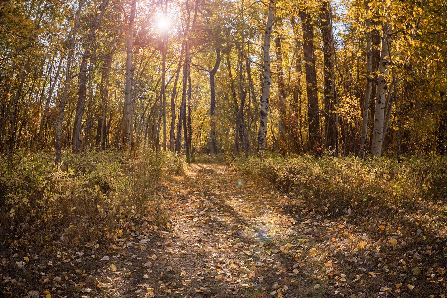 A path through a forest with trees and yellow autumn leaves, sunlight shining through the trees.