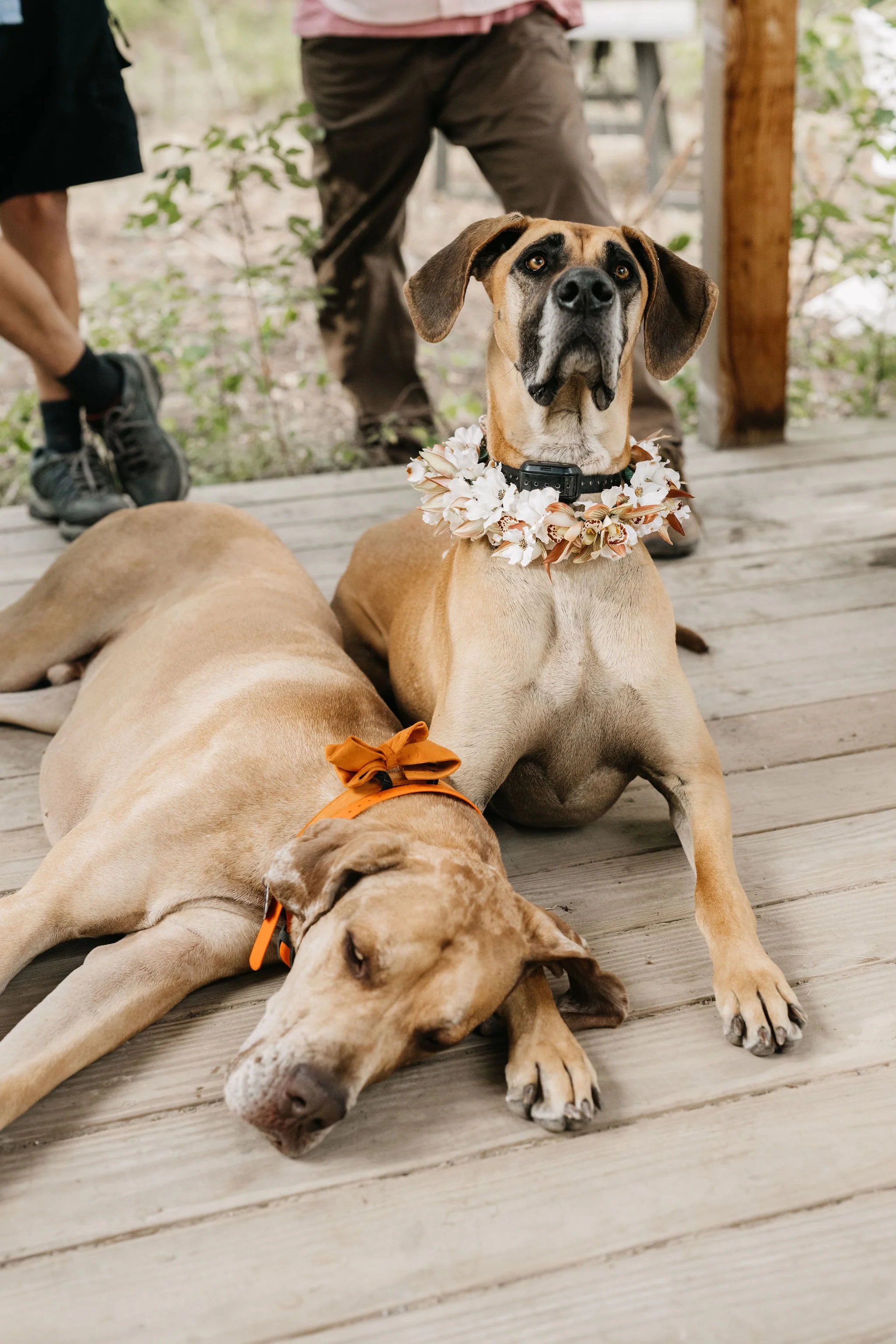 Two dogs, one lying down with eyes closed and wearing an orange bandana, the other sitting upright with a floral collar, on a wooden deck with people standing in the background.