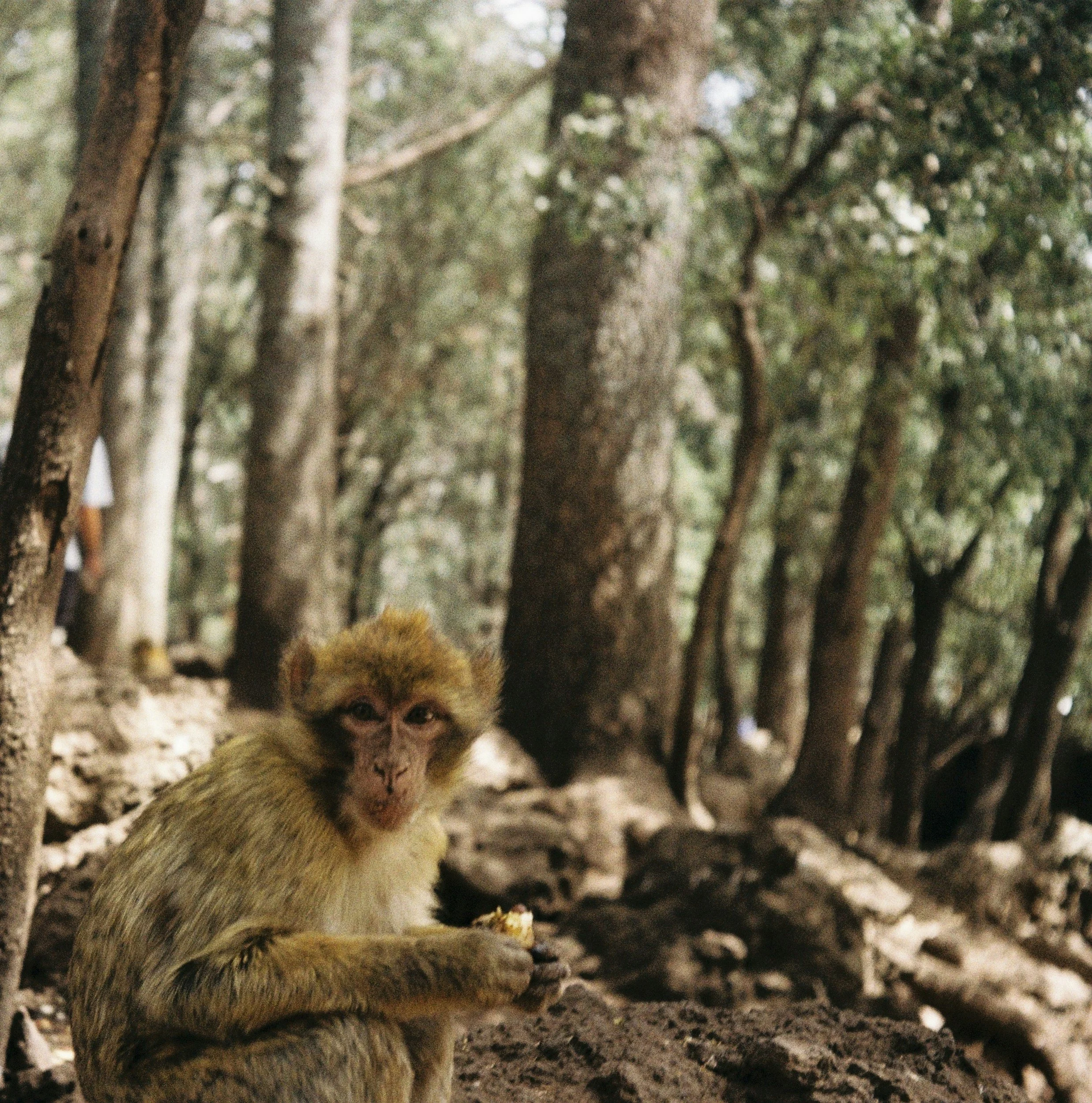 Barbary macaque monkey Azrou cedar forest