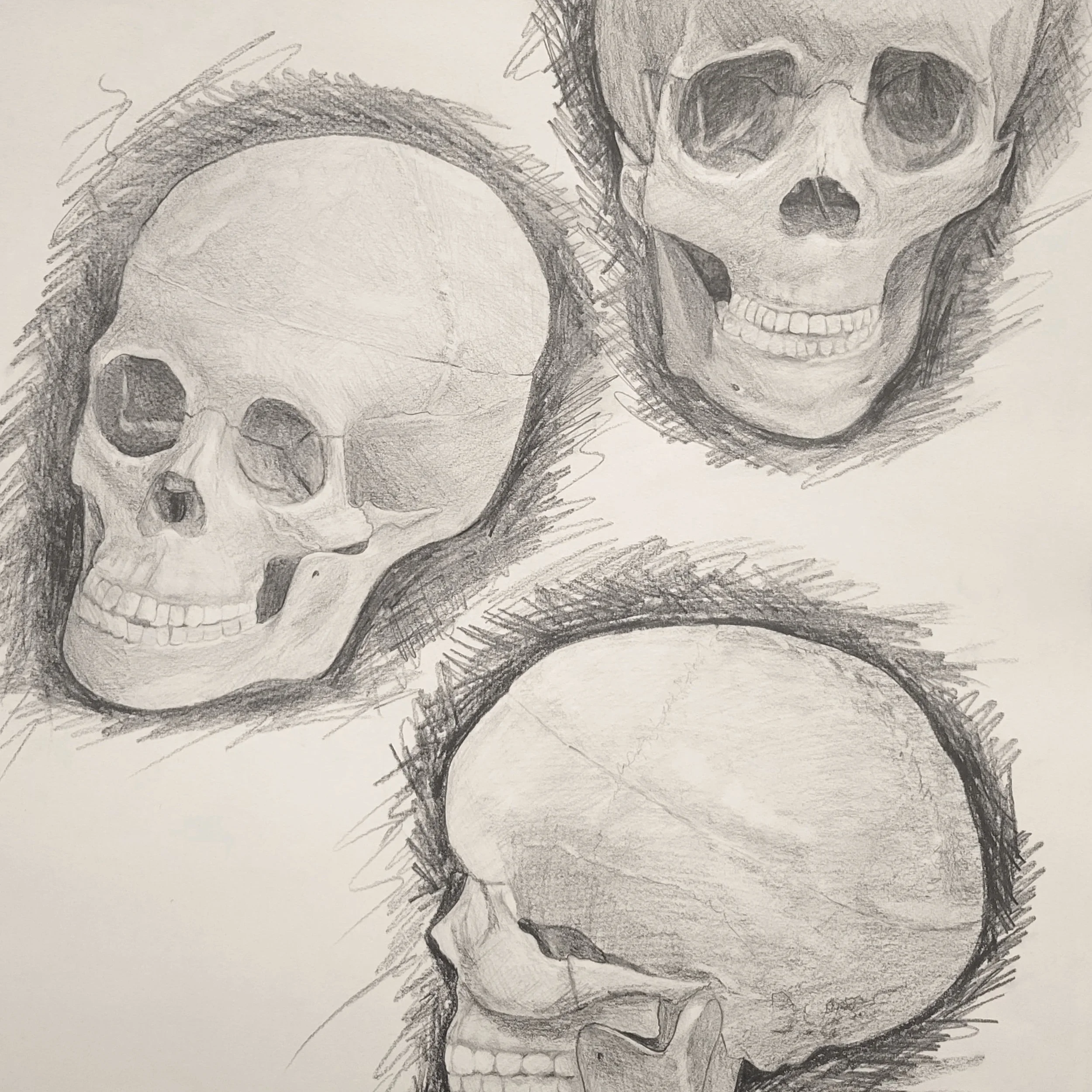 Skull Study