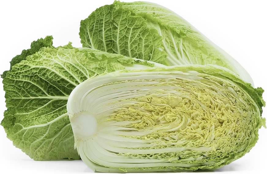 Napa Cabbage