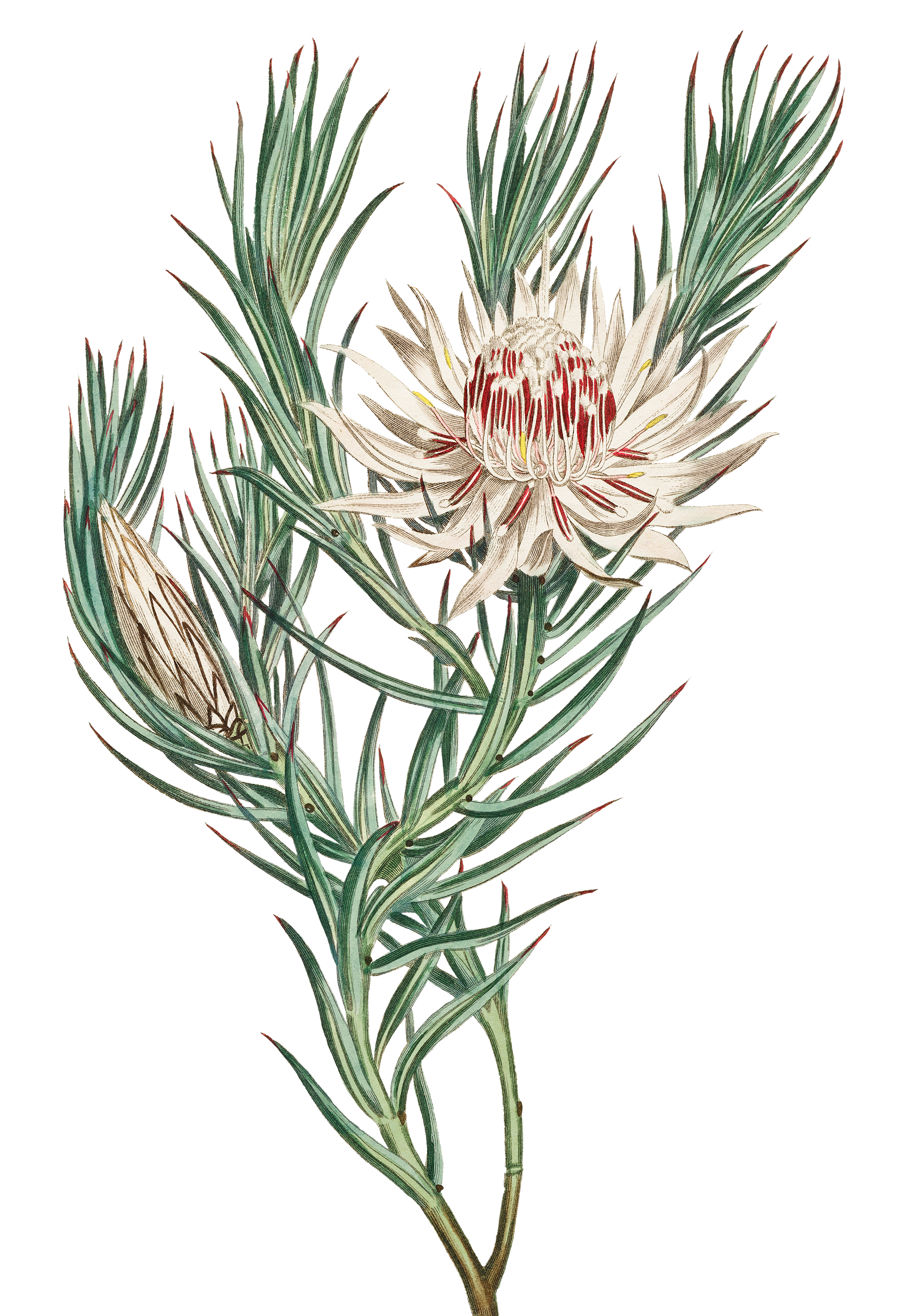 A botanical illustration of a flowering protea plant with green, spiky leaves and a large, white and red flower head.