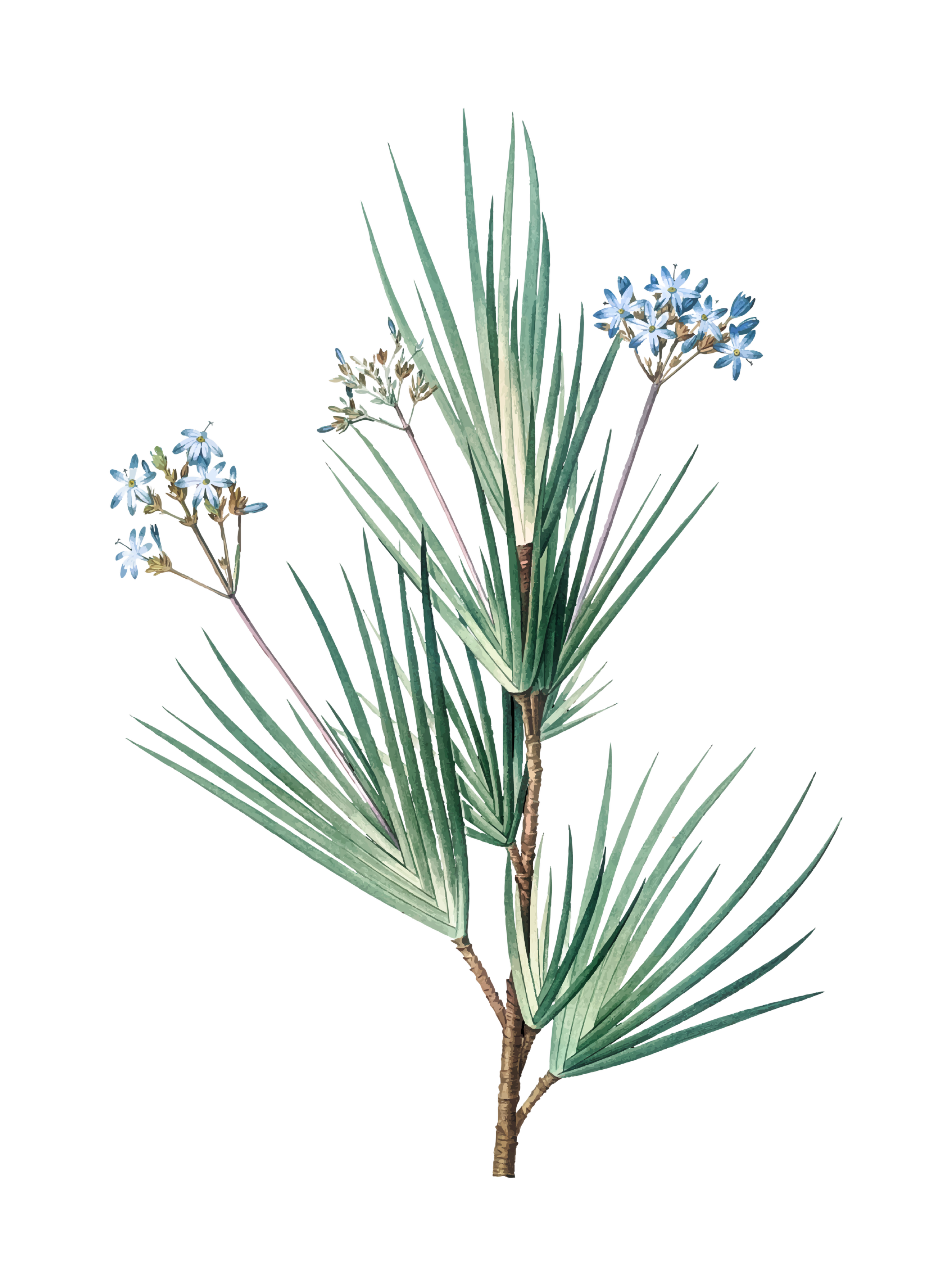 Illustration of a desert plant with long, pointed, green leaves and small blue star-like flowers.