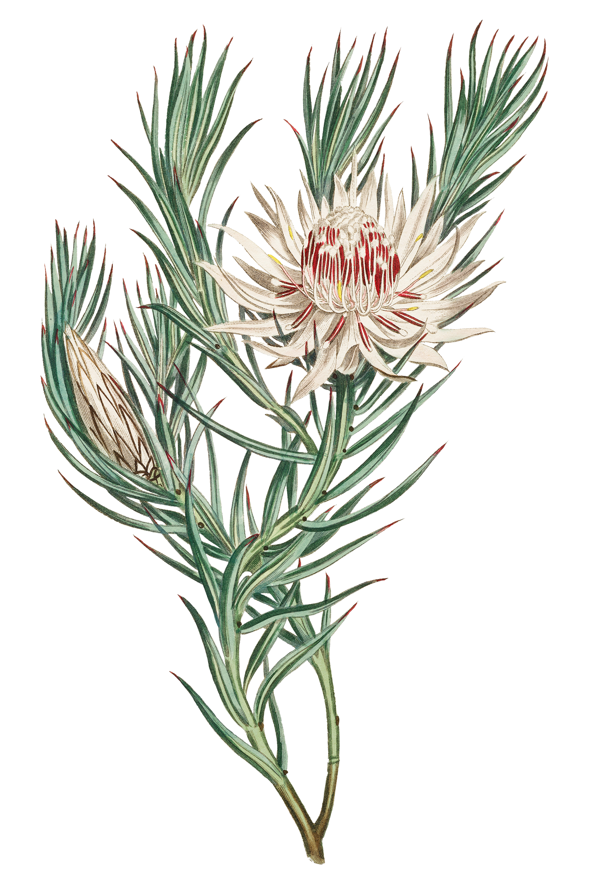 Illustration of a flowering protea plant with detailed green, long, narrow leaves and a large, round, beige and red flower head.