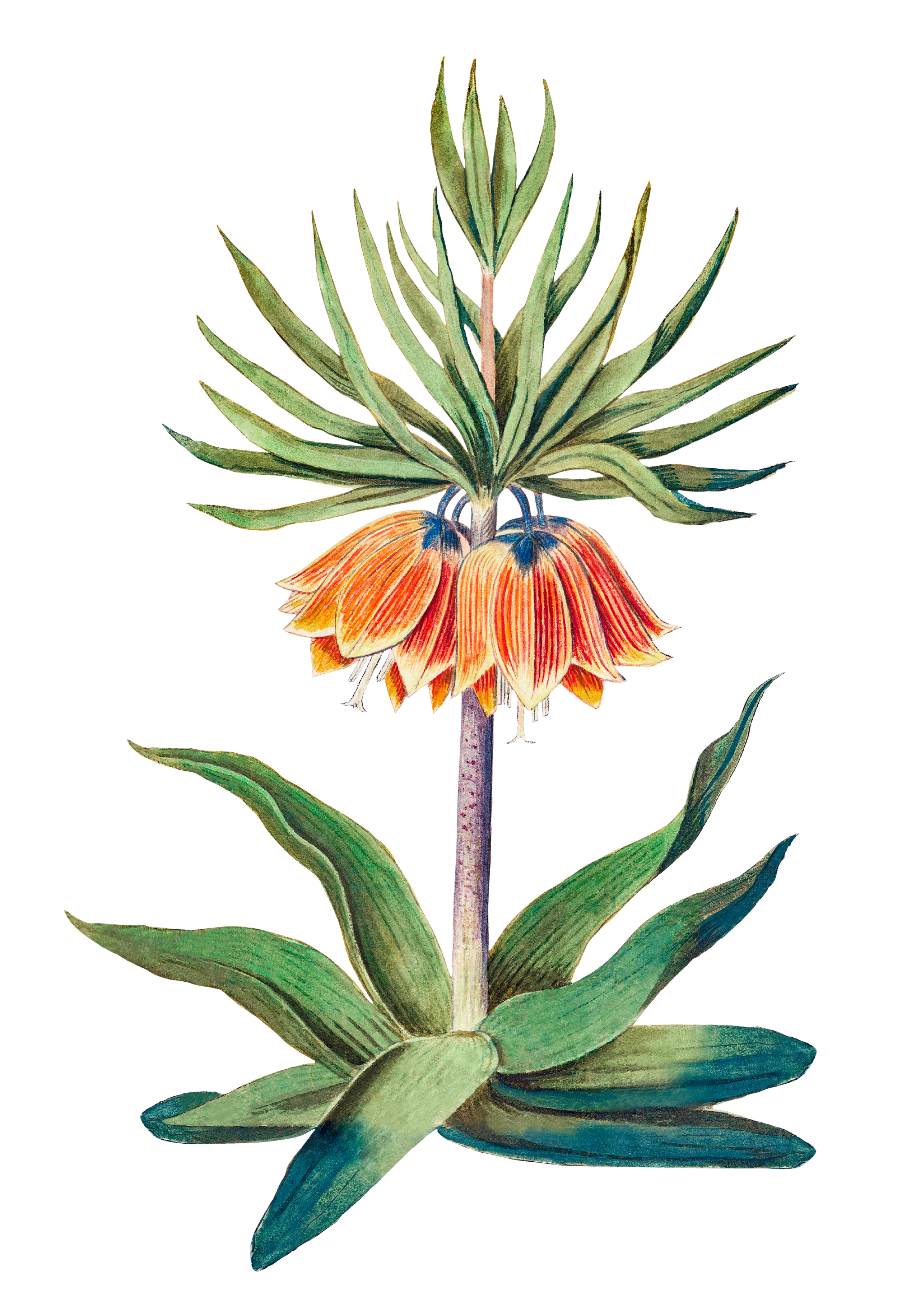 Illustration of a flowering plant with green elongated leaves and a large orange and yellow bloom near the base.
