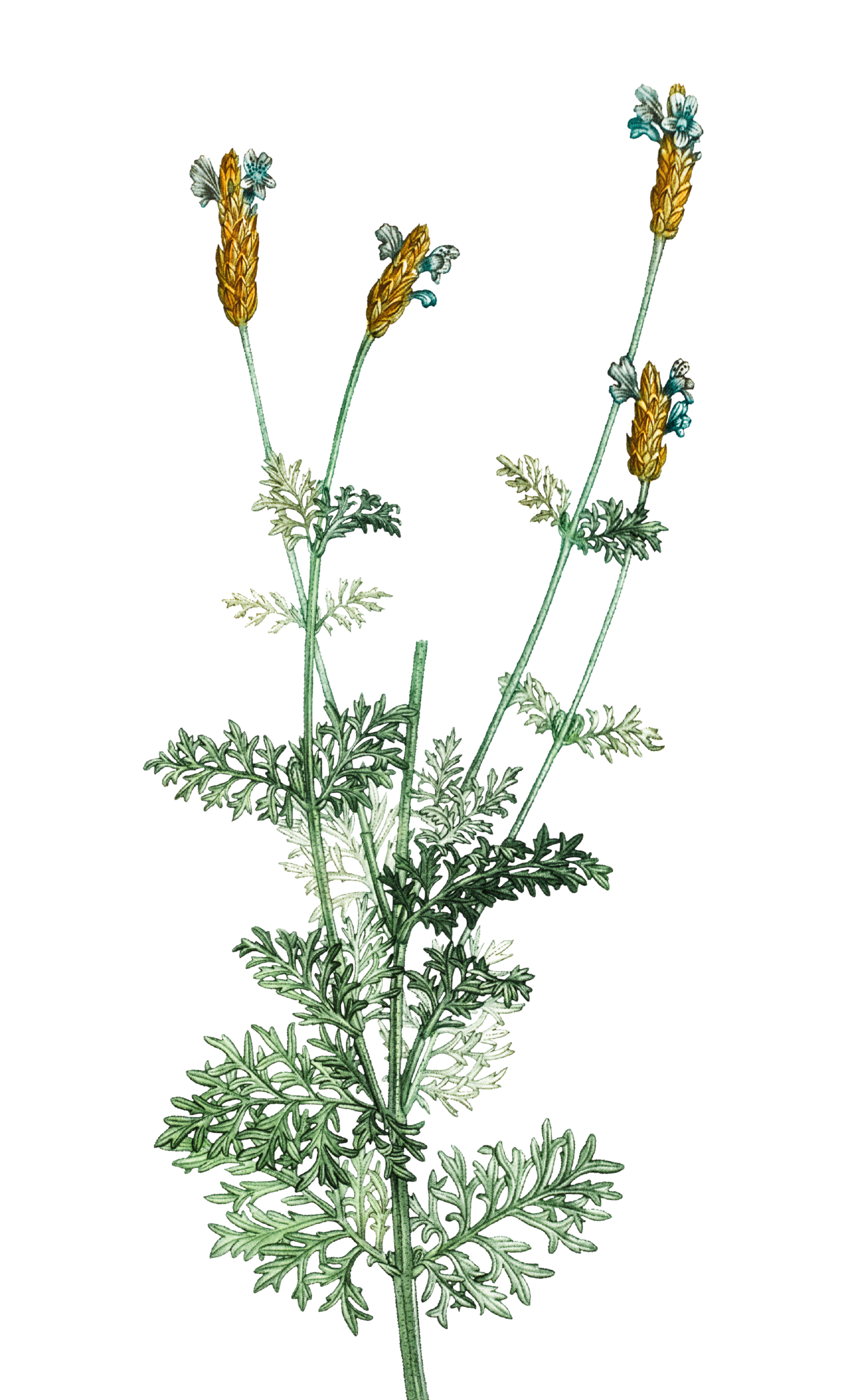 Illustration of a flowering plant with green, deeply lobed leaves and tall stems with yellowish flowers that have multiple petals. Background features colorful bar charts in red, pink, green, and brown.