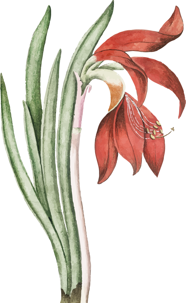 A watercolor illustration of a red flower with long green leaves and a white stem.