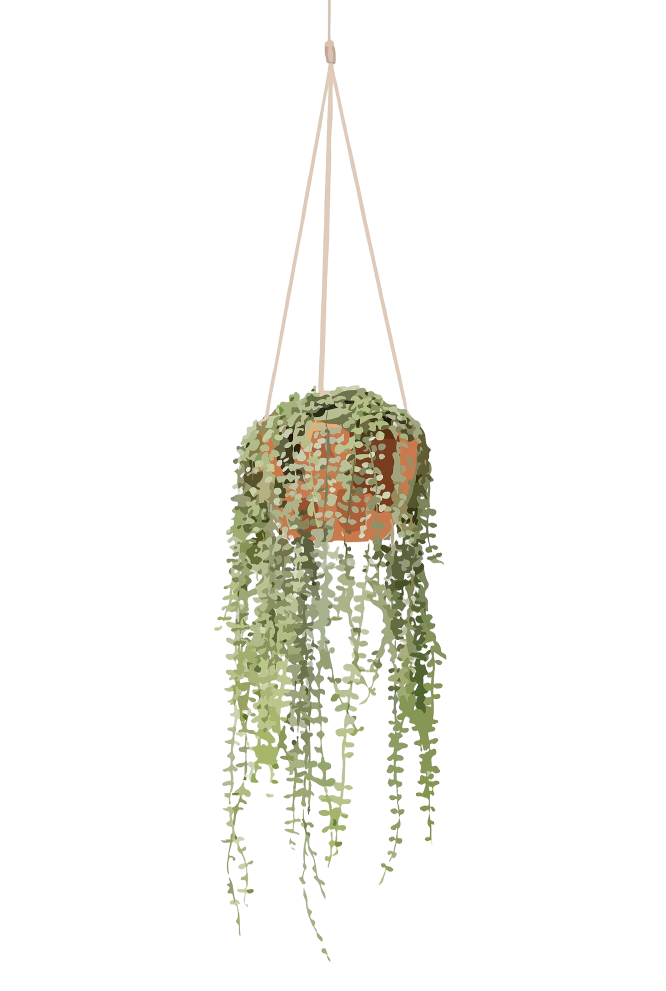 A potted plant with cascading green foliage and orange flowers.