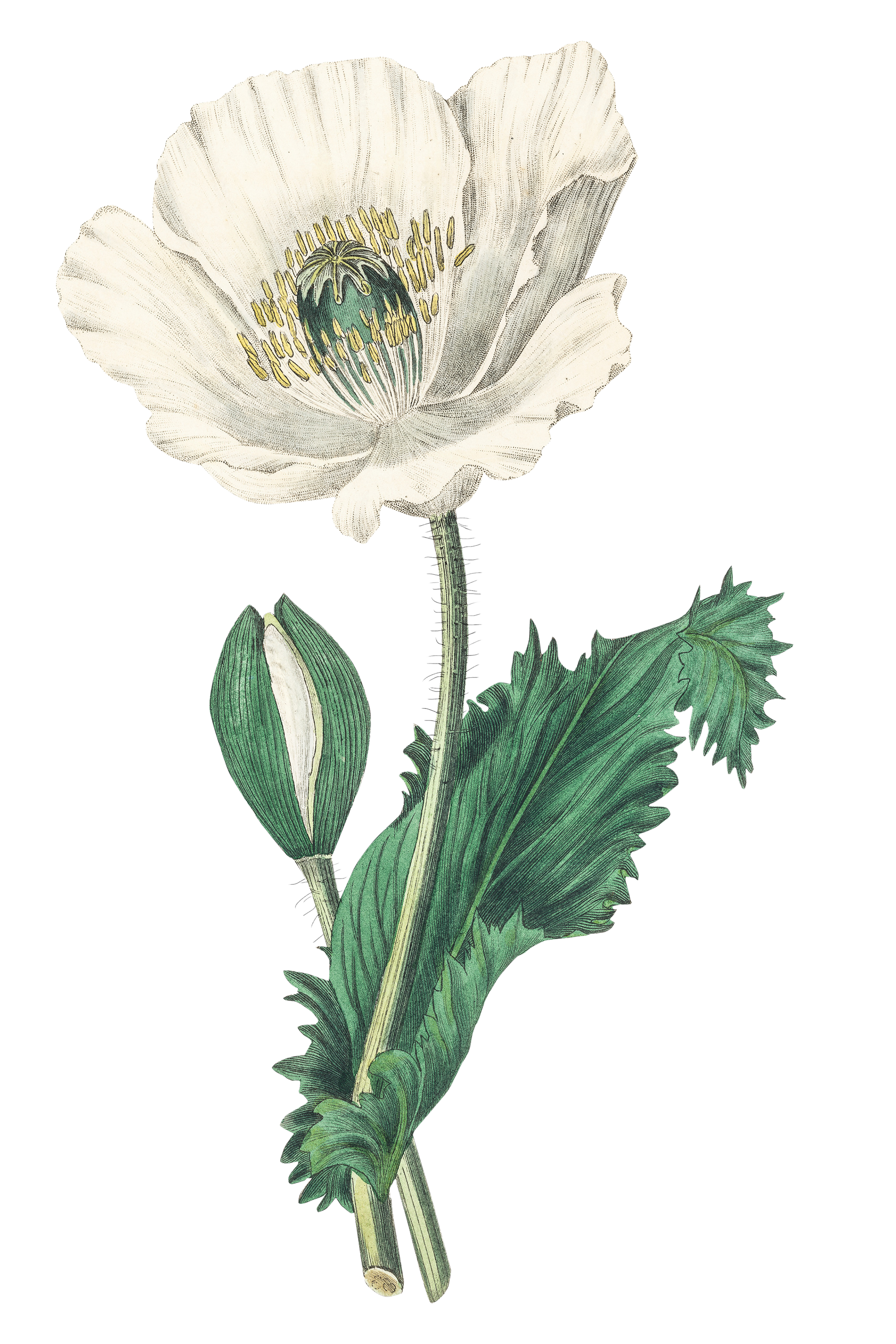 white flower botanical illustration