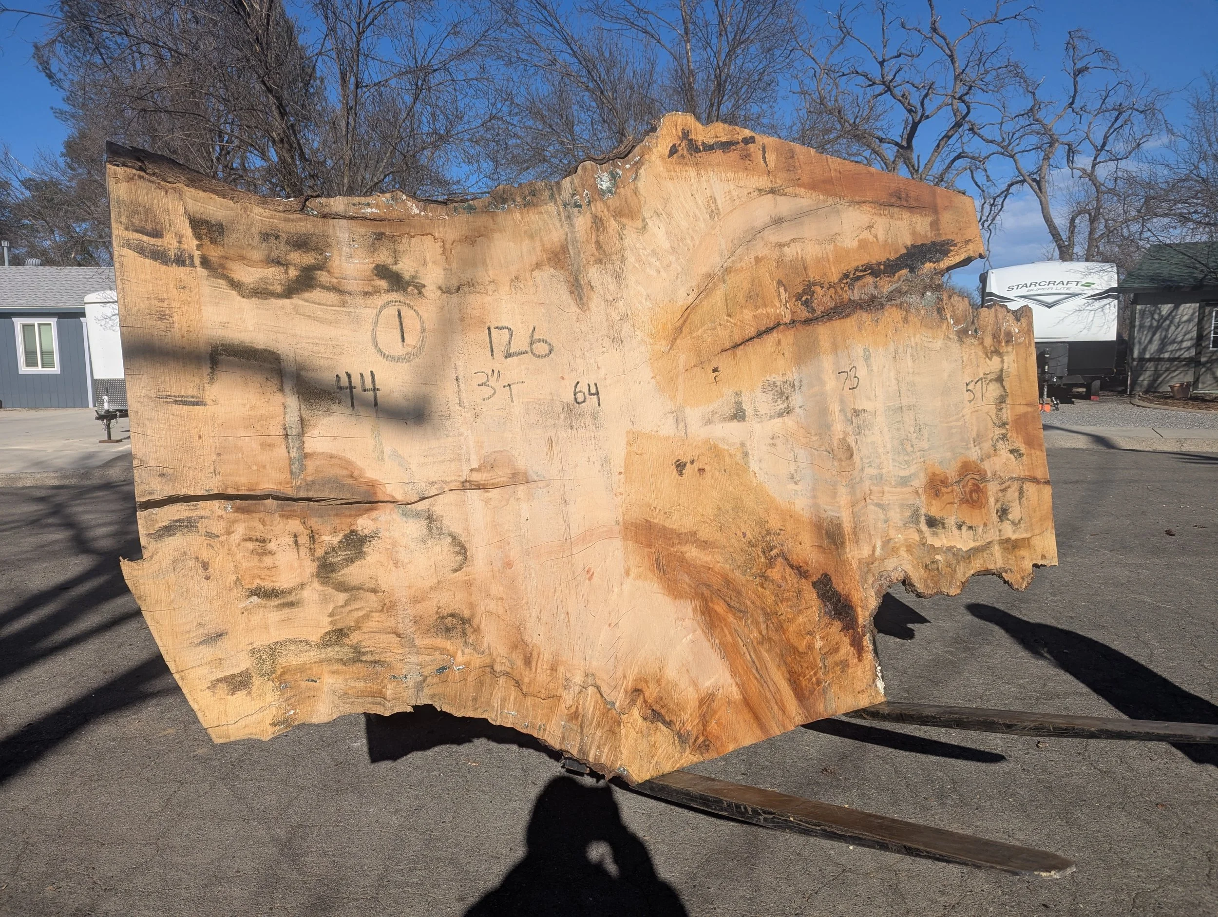 S018_1 Silver Maple.jpg