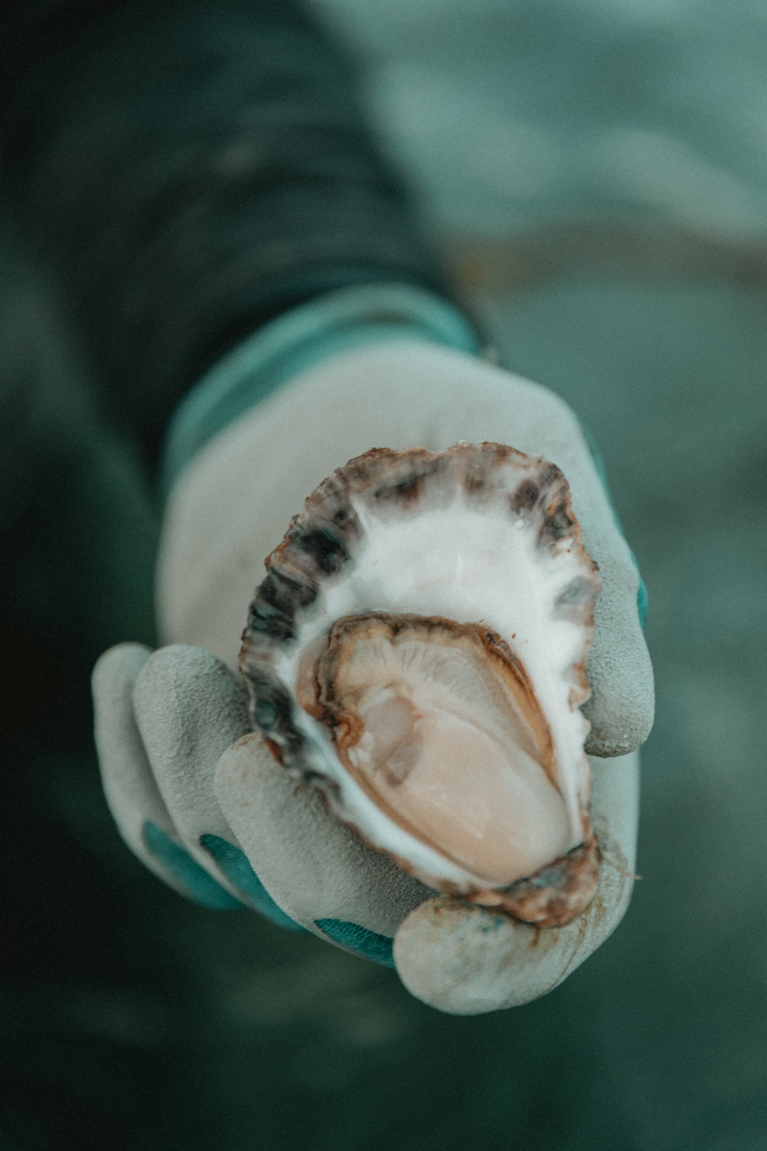 Premium Oysters - 10 doz unopened