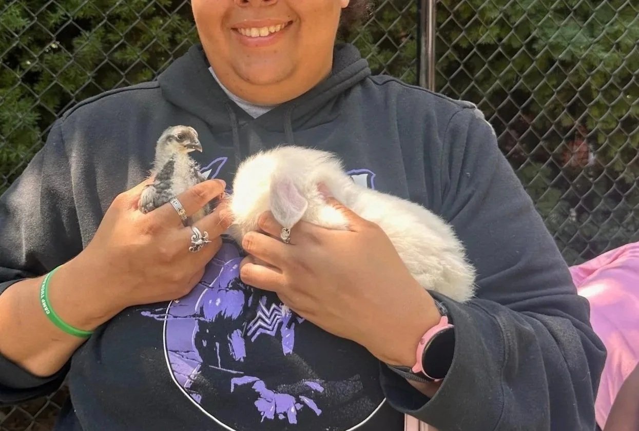 Person holding a baby chick and a rabbit outside near a fence.