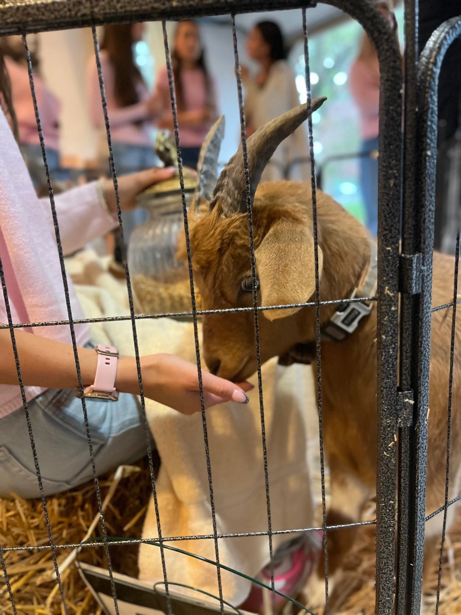 Person feeding a goat through a metal cage at an indoor petting zoo, with other people visible in the background.