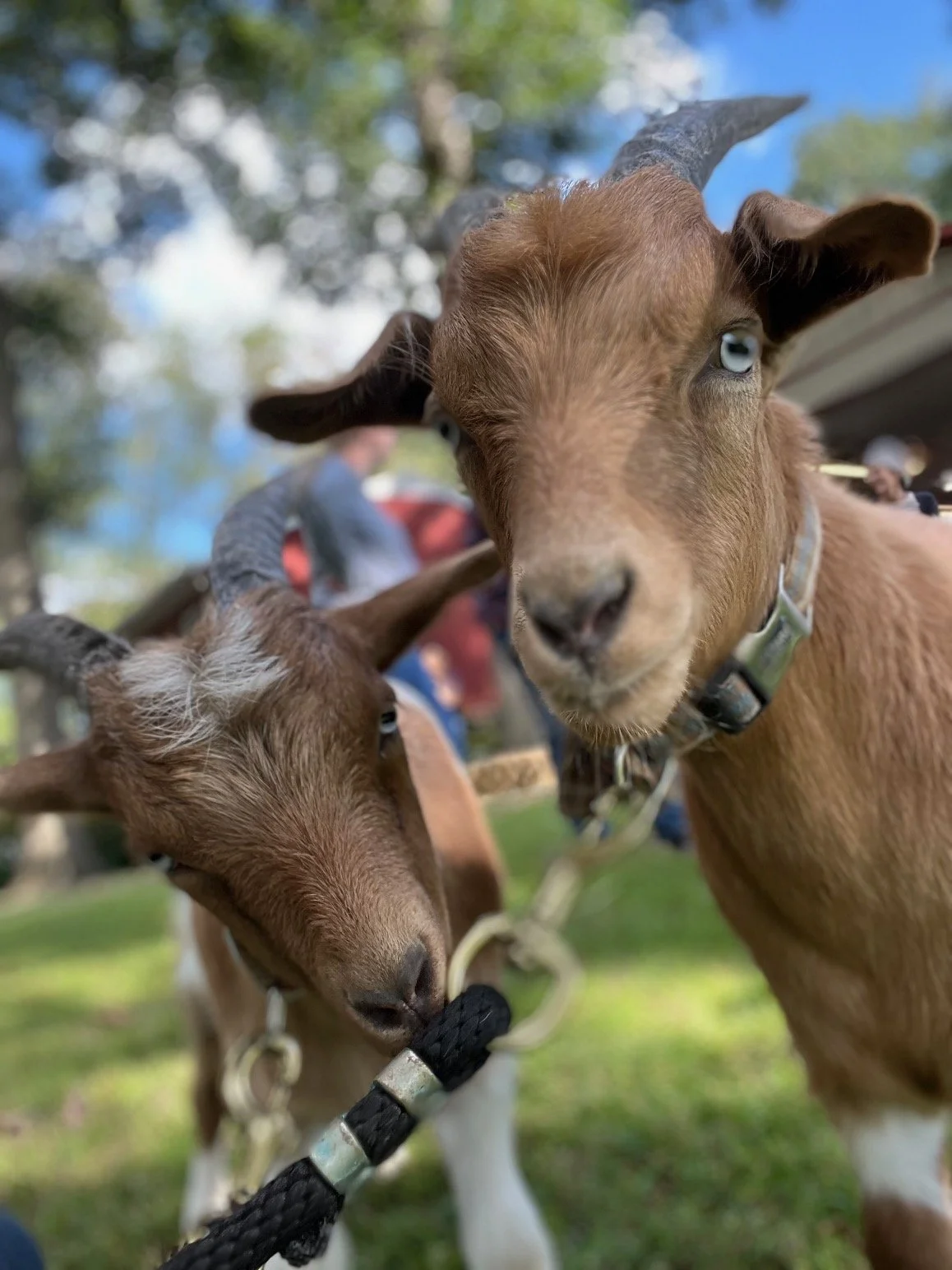 Two baby goats, one with blue eyes, are close to the camera in an outdoor setting with green grass and trees. One goat is looking directly at the camera, and the other is slightly turned with its head down. They are on leashes held by people in the background.