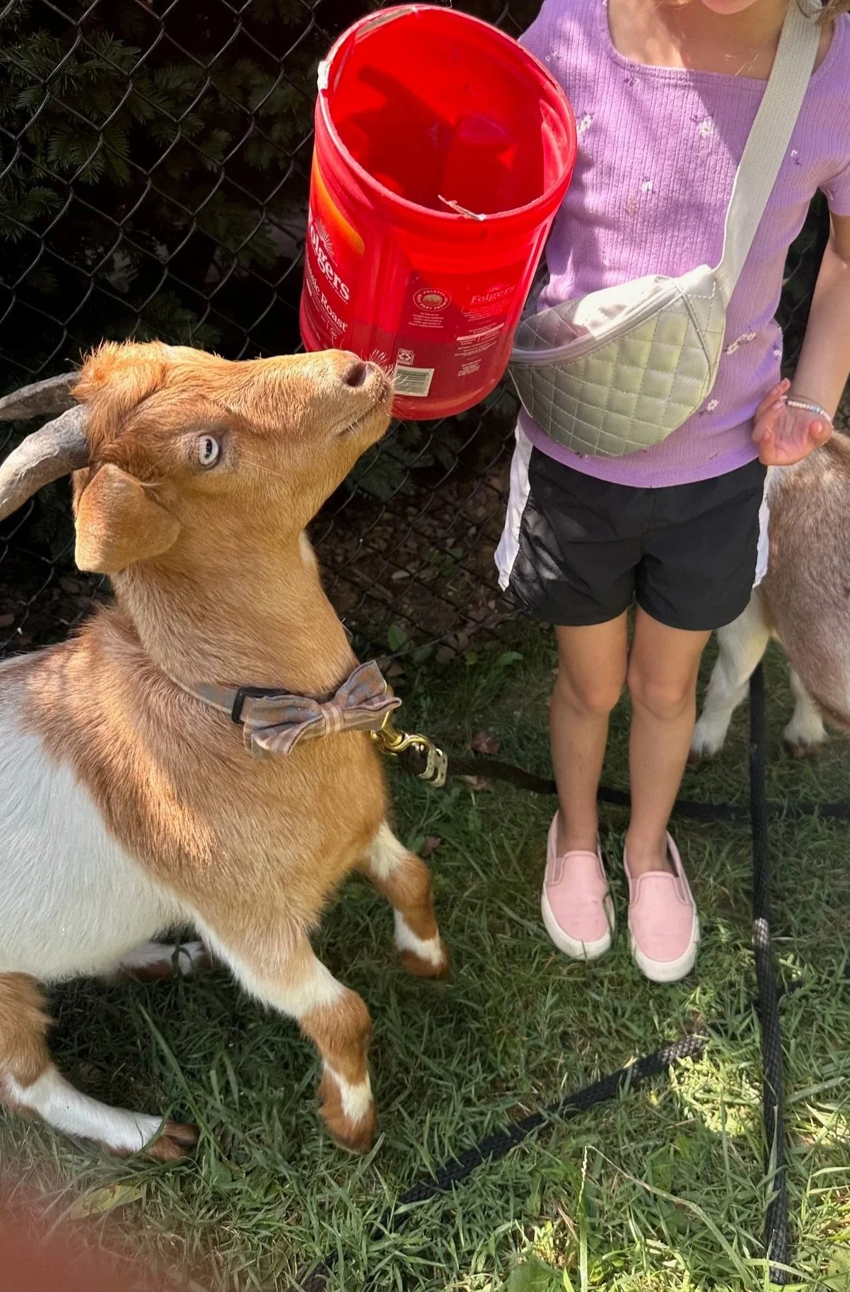 A young girl holding a red bucket and a brown goat with a bow tie on its collar, standing on grass behind a chain-link fence.
