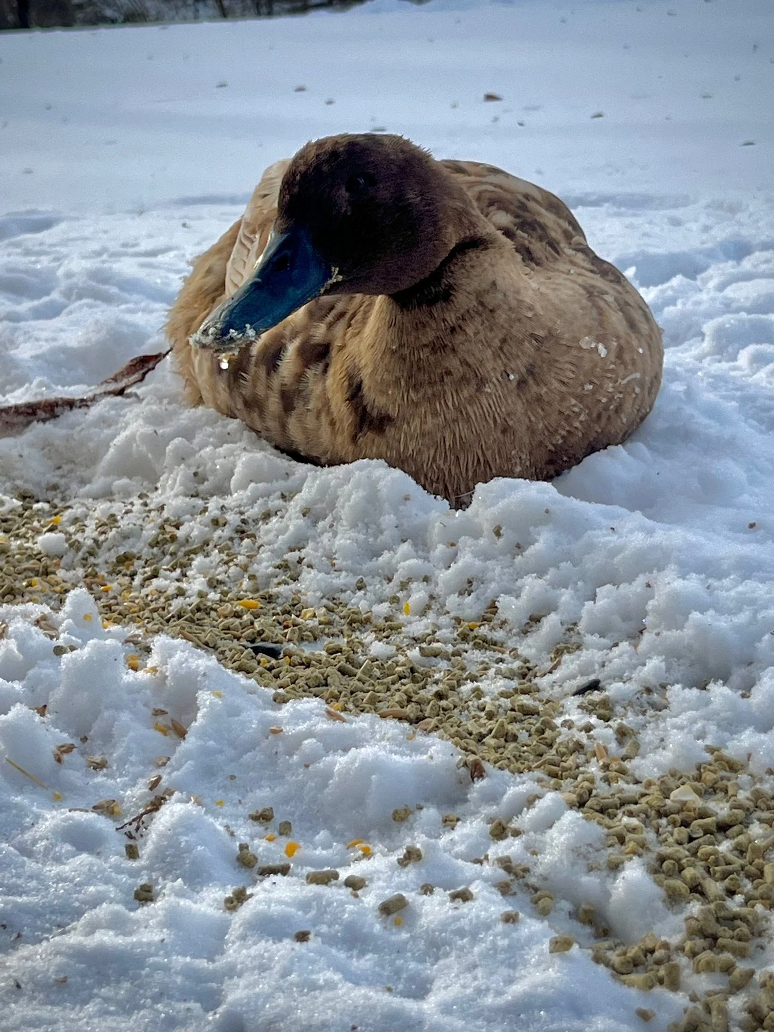 A duck resting on snow-covered ground, with some seeds scattered nearby.