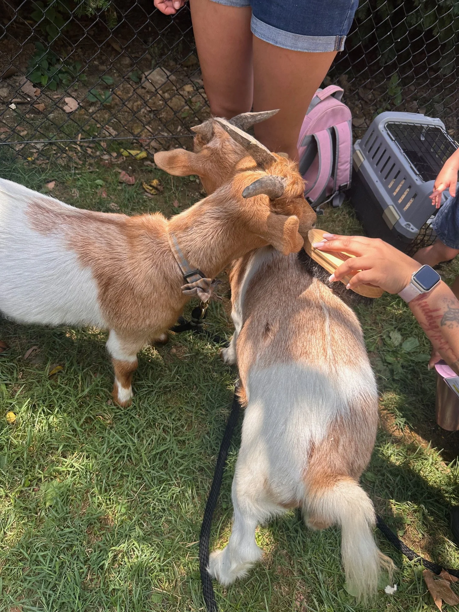Two small goats eating from a feeding dish being held by a person at a petting zoo, with a fence and backpacks in the background.