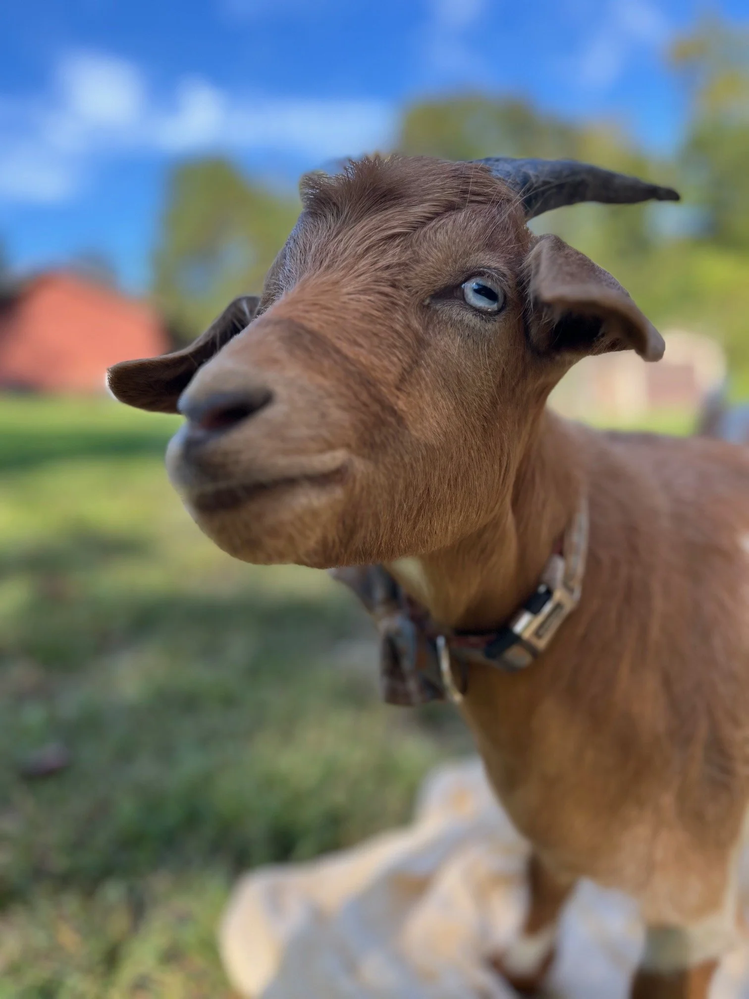 Close-up of a young brown goat with blue eyes, wearing a collar, outdoors with blurred grass and trees in the background under a blue sky.