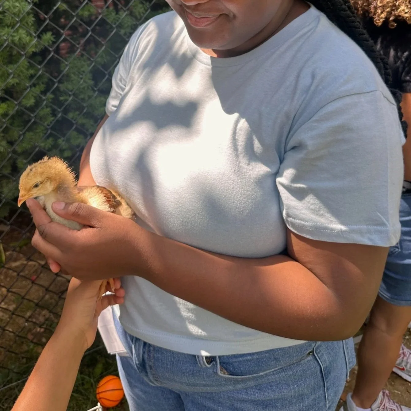 Person in a white t-shirt holding a young chicken with a person reaching out to touch it from below.