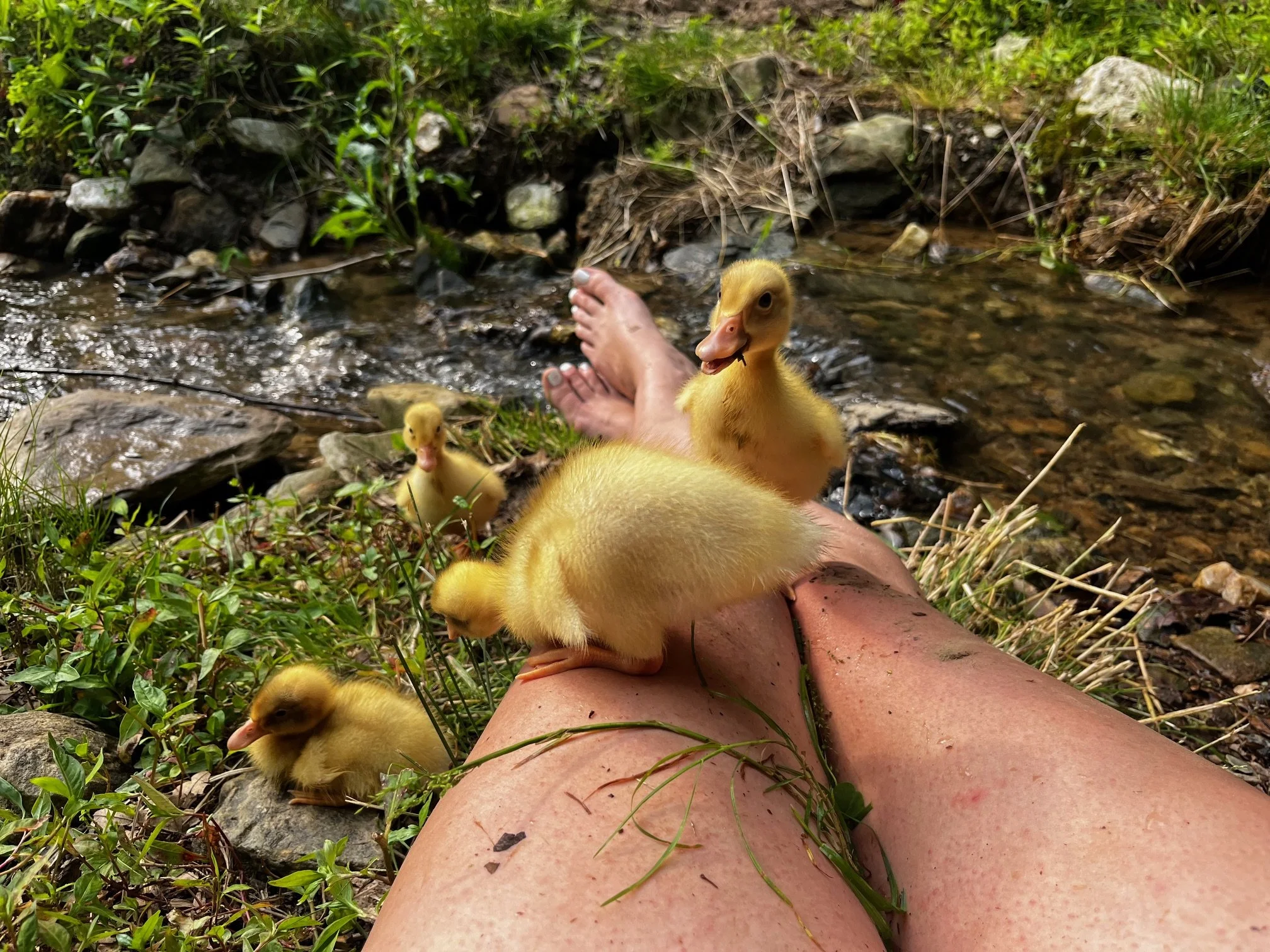 A person relaxing in a small stream with several yellow ducklings surrounding and climbing on their legs.