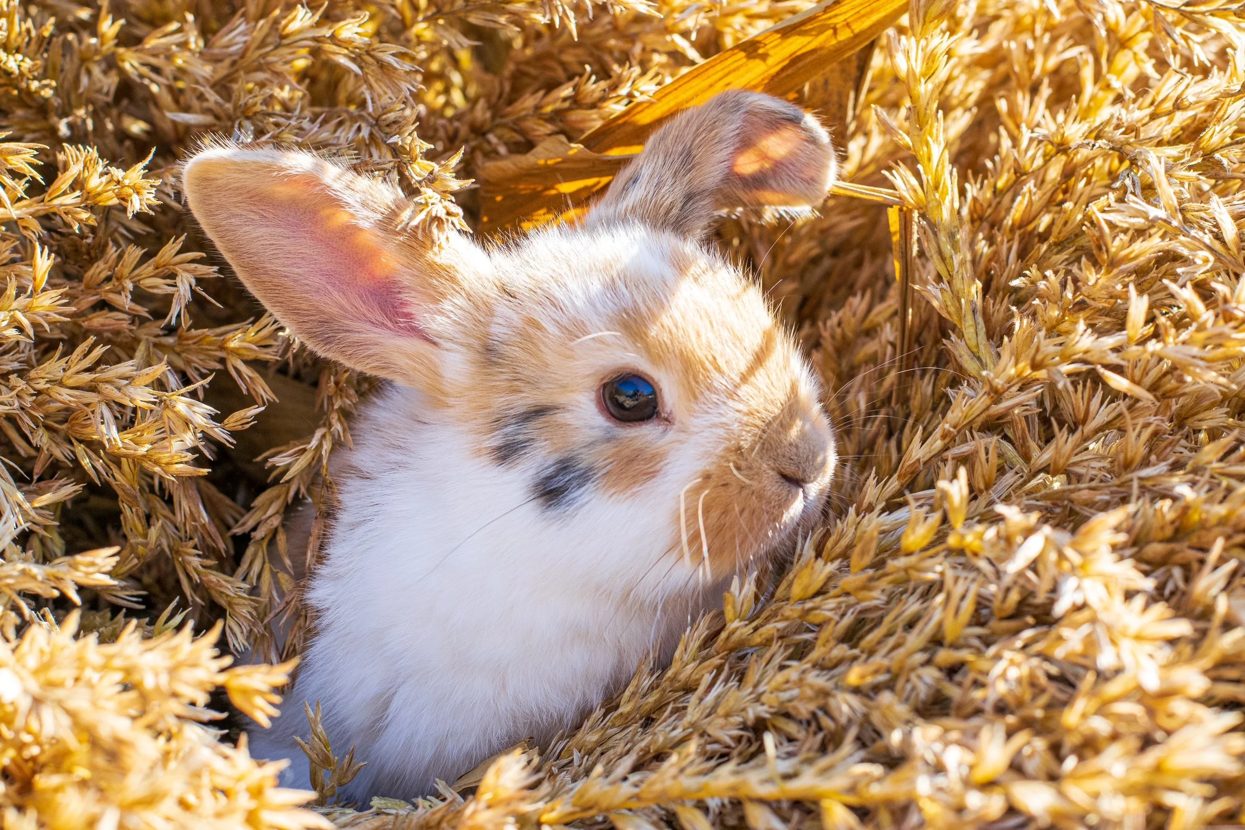A young rabbit with white and brown fur lying in a field of tall, golden wheat. The rabbit's ears are upright and it looks alert, surrounded by wheat stalks.