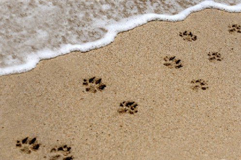 Footprints in the sand near the shoreline with ocean waves