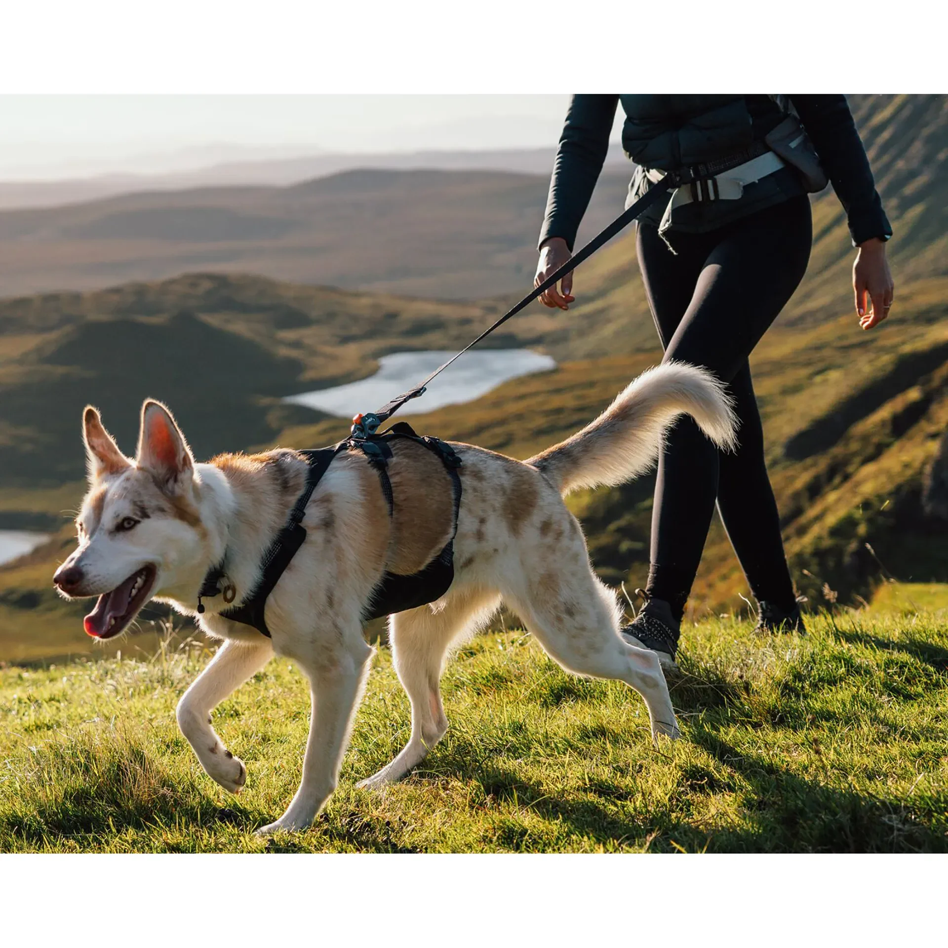 trekitt-dog-harness-ruffwear-ridgeline-harness-obsidian-black-3090-0015.jpg.webp