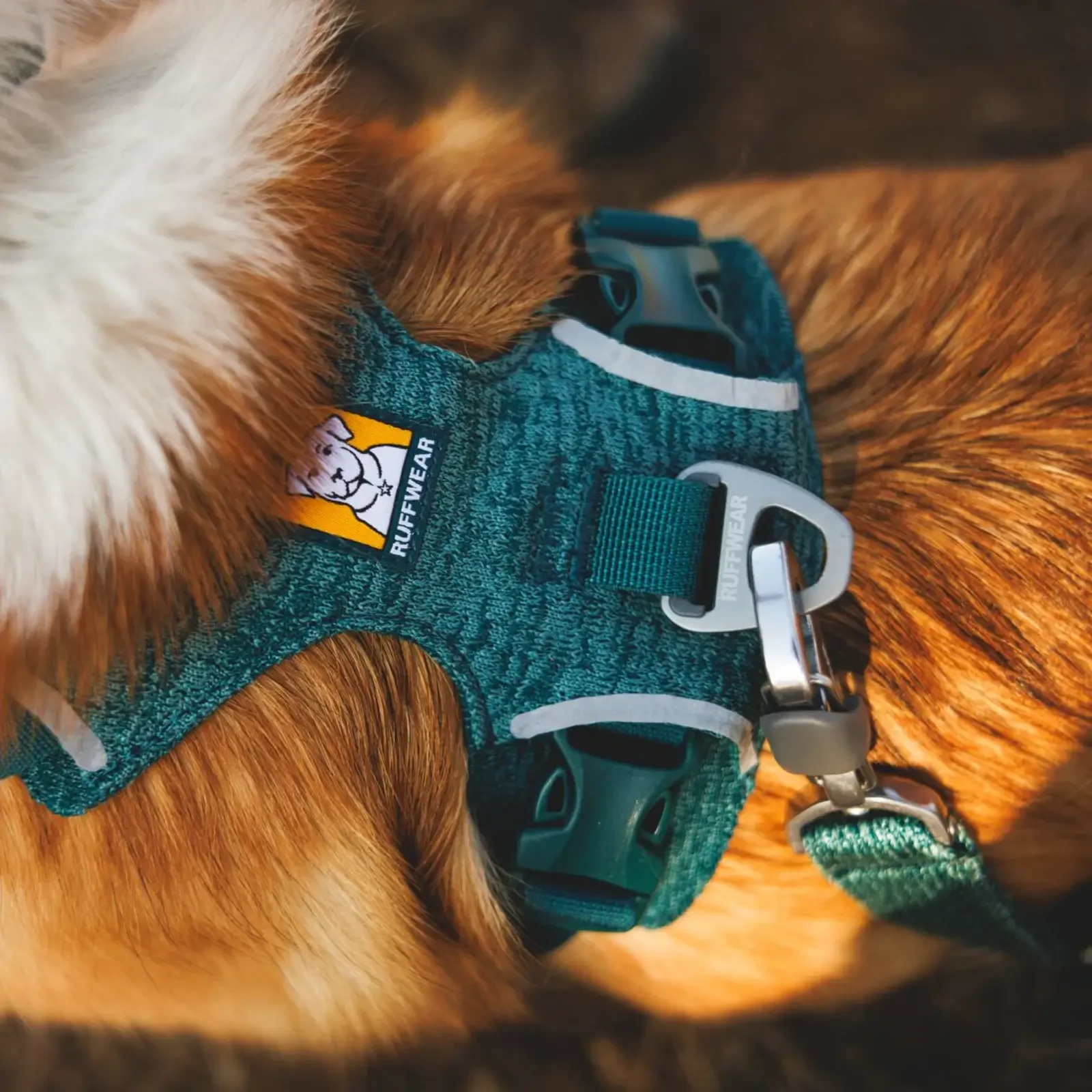 Web-JPG-3072_Front-Range-Flex-Harness_Deep-Teal_Lifestyle_RW-10.webp