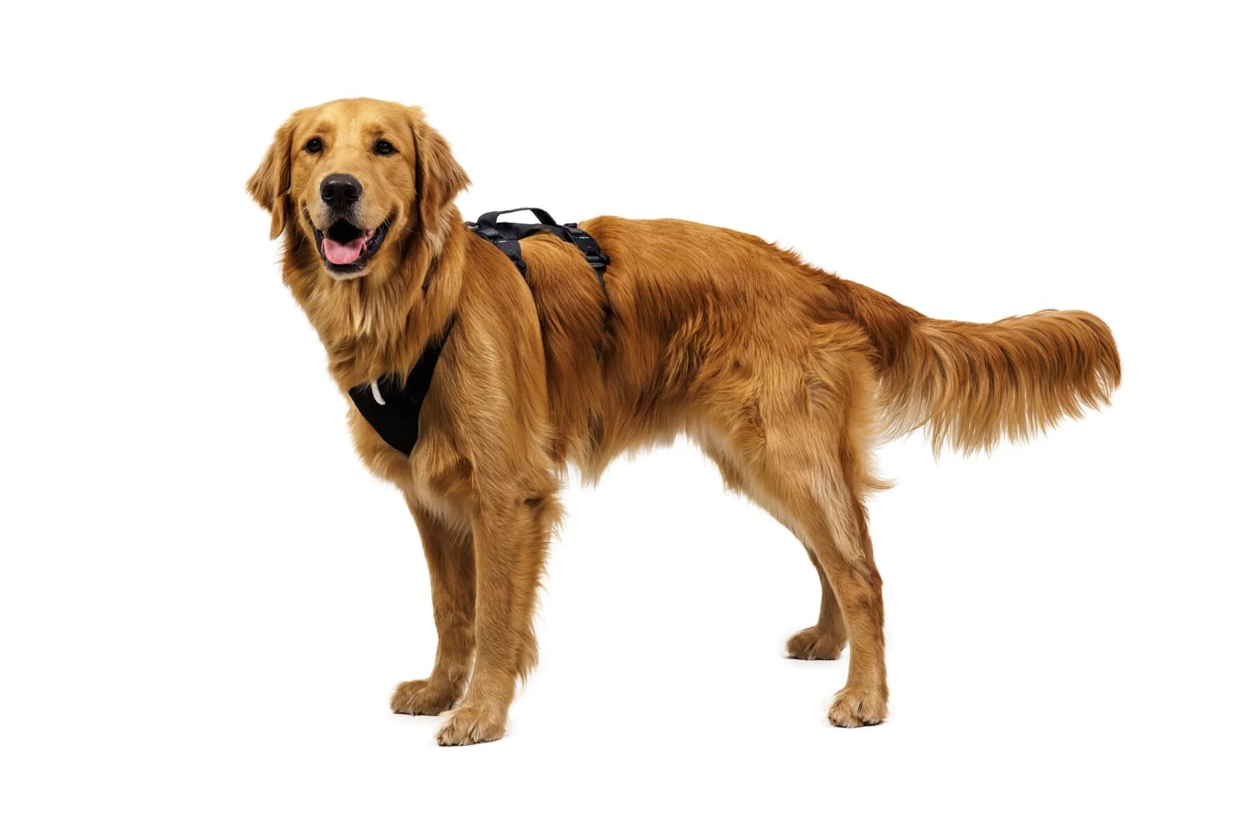 Web JPG-3090_Ridgeline-Harness_Obsidian-Black_On-Dog-3_STUDIO.jpg