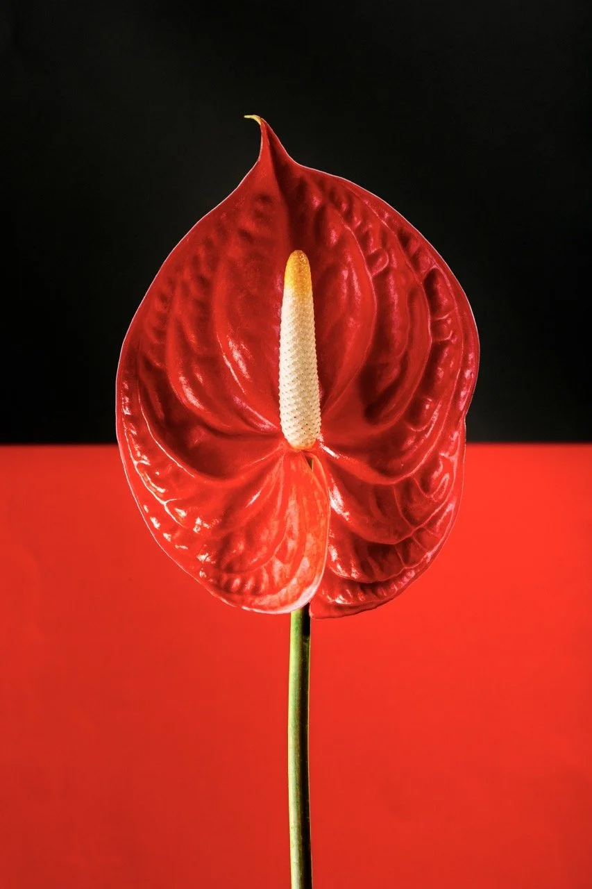 Rivers Of Blood 血の川