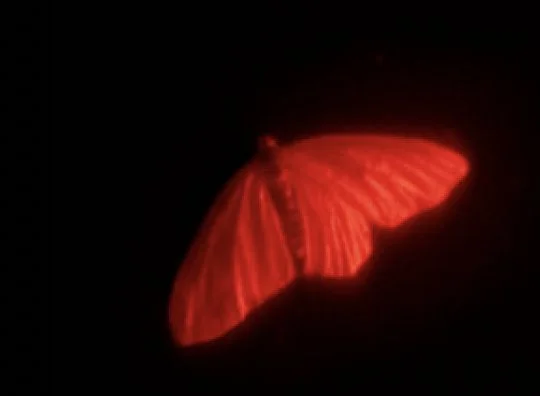 The story of infrared photography