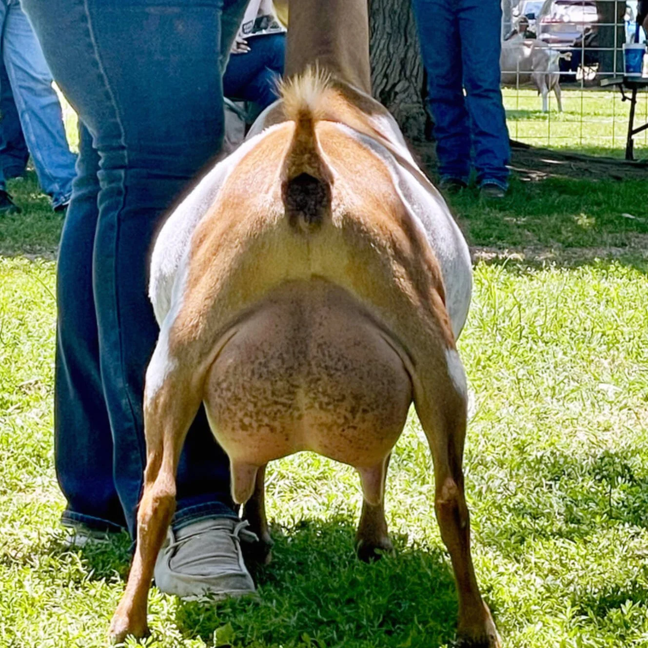 Sire's Littermate Sister-GCH Wolfivan One Love PC: Wolfivan Ranch