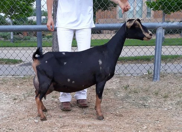 SD: Multiple ELITE GCH Southern Grace Sugar N Spice 2*M PC: Southern Grace