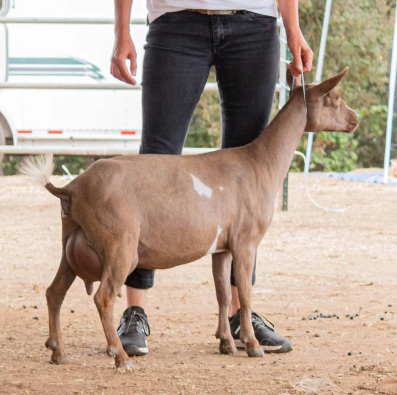 Dam: Desert Skylines Cowboy Boogie 1*M VEVV 87 (1yr) (dam to the 3rd place 2 yr old milker at the 2023 ADGA National Show and to the 2nd place Junior Dry Yearling at the 2024 ADGA National Show) PC: Wolfivan Ranch
