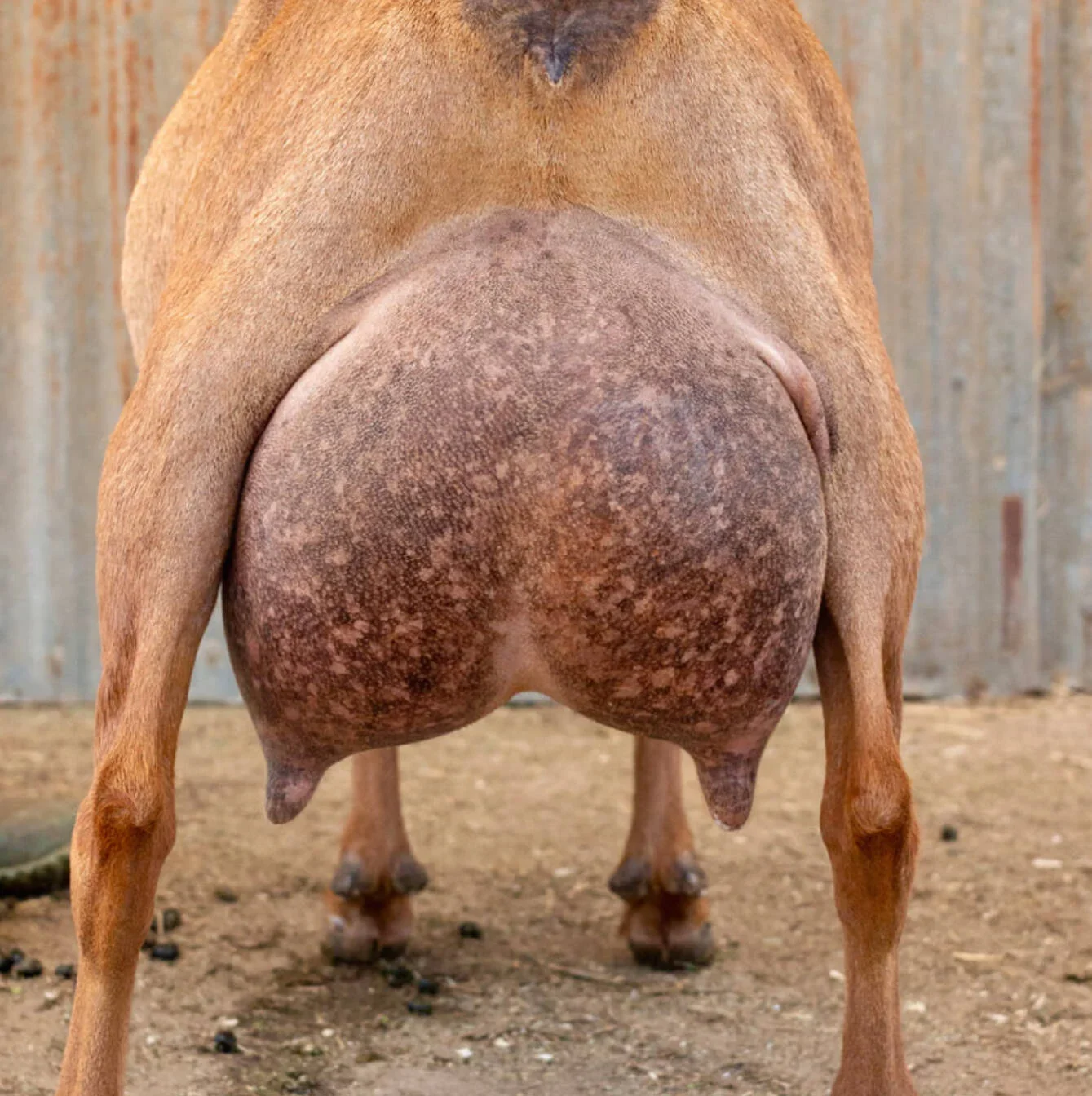 Sire's Dam: Hidden Hills Natural Mystic 7*M EEE92 PC: Wolfivan Ranch
