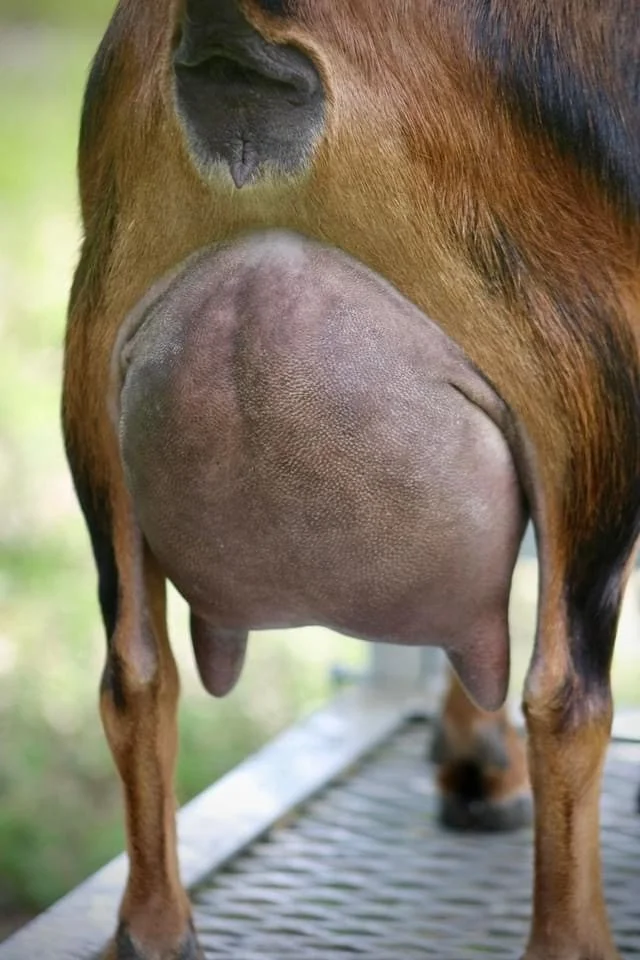 SD: Bridge Acres ARC Georgia Peach 2*M PC: Drewem Nigerians