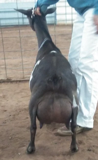 SD: Buffalo Clover VAL Dauphene 2*M VEEE 90 PC: Southern Grace