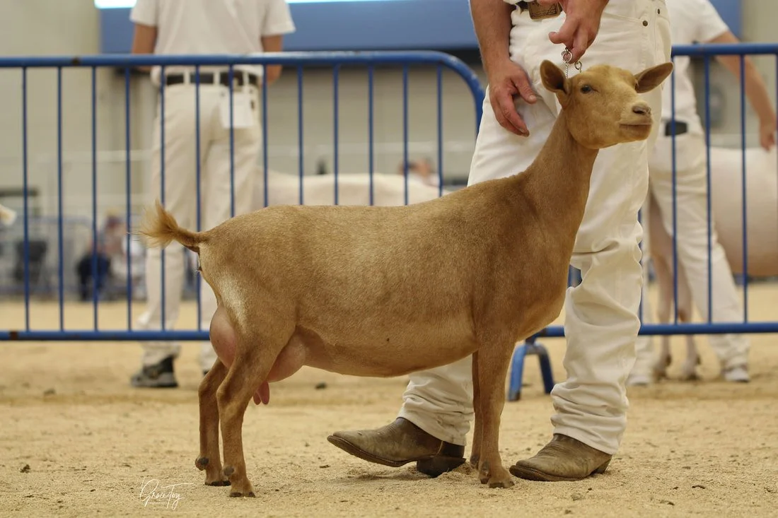 SD: Wolfivan Chicory Root 5th Place Yearling Milker at the 2025 ADGA National Show PC: Wolfivan