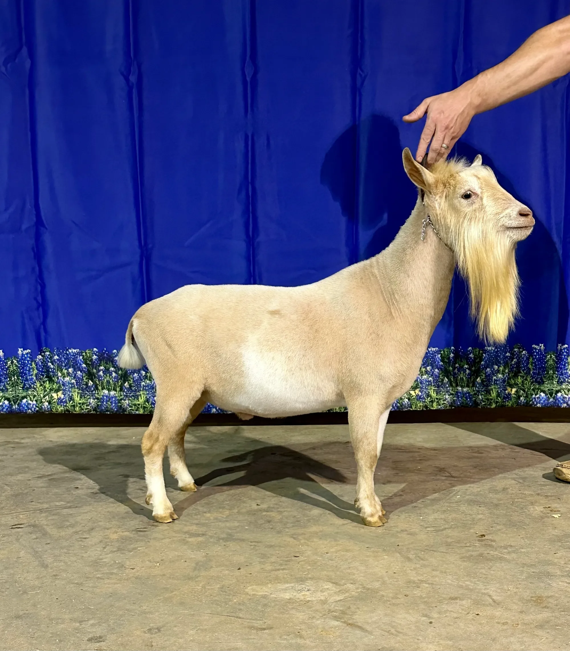 Sire: CH Agape's Prize Trip Trap. PC: Howling Goat Farms