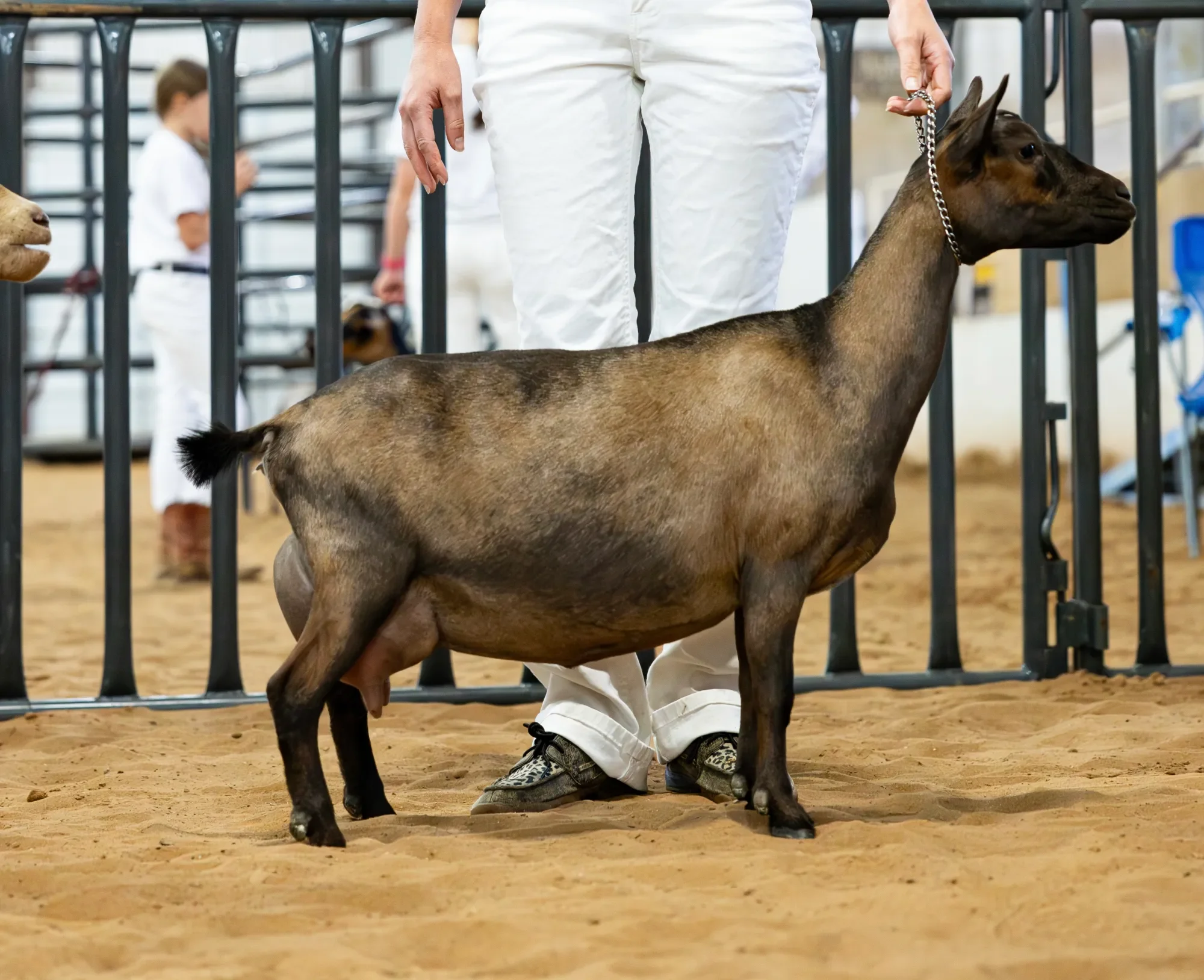 Dam: CH Creekwood Acres Acriel VEEE91 PC: Howling Goat Farms