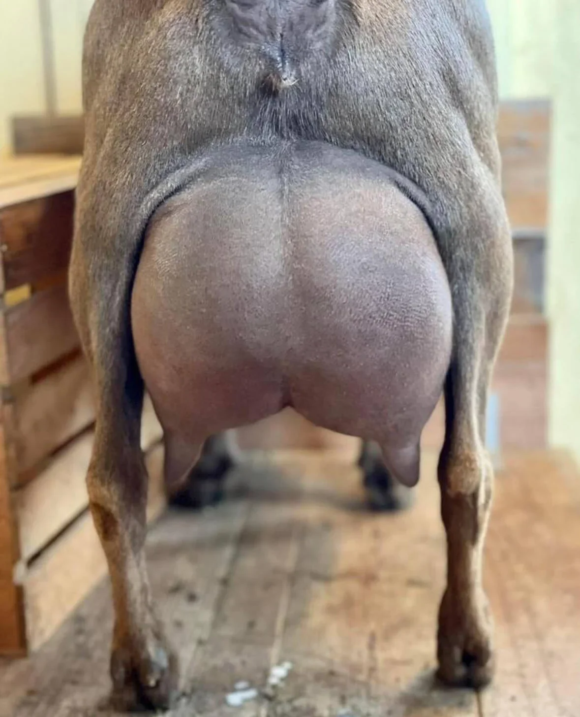Dam: Desert Skylines Cowboy Boogie 1*M VEVV 87 (1yr) (dam to the 3rd place 2 yr old milker at the 2023 ADGA National Show and to the 2nd place Junior Dry Yearling at the 2024 ADGA National Show) PC: Wolfivan Ranch