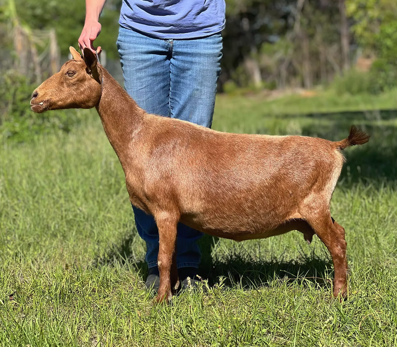 DD: Gotta B Kid N Stella Maris 1*M VEEE91 PC: Bridge Acres