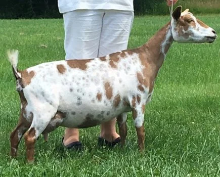 SSD: GCH Rosasharn CB Kir Royale 6*M PC: Rosasharn Farm