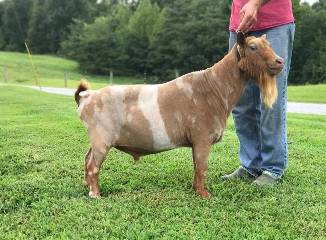 SS: Old Mountain Farm Cyrus Quinn (Sire of the 2021 National Champion and the 2016 ADGA Jr. Champion) PC: Old Mountain Farm