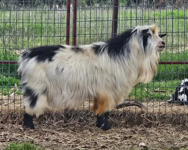 Sire: Southern Grace Cowpuncher *B PC: Southern Grace