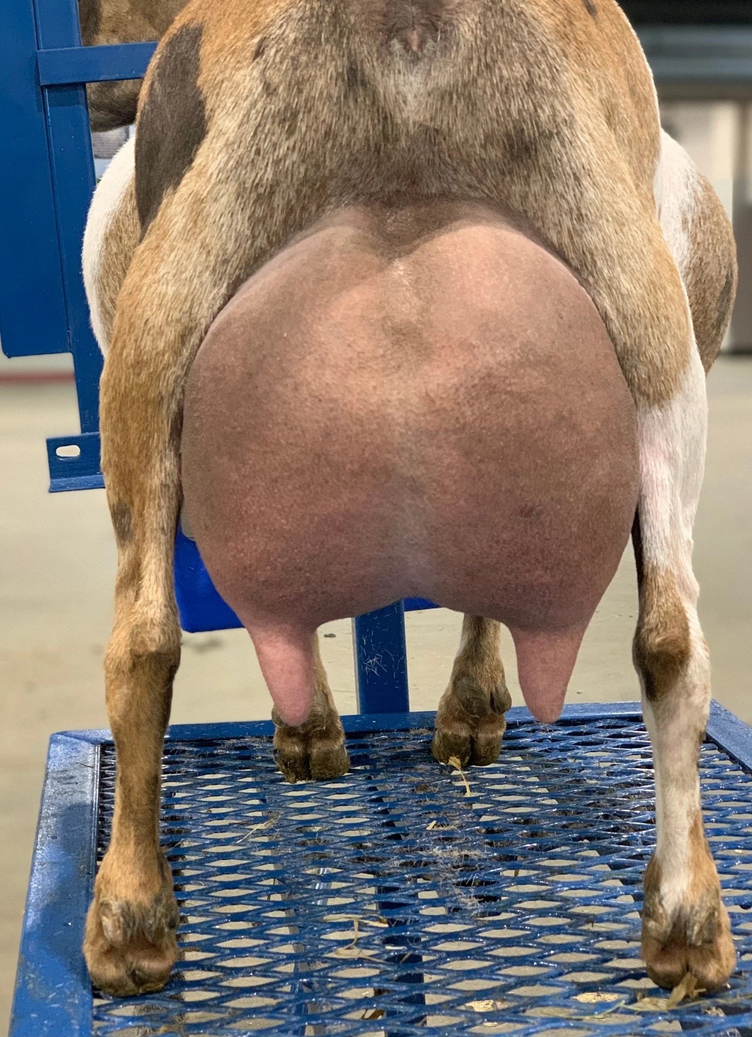 Dam's Paternal Sister CH Little Tots Estate Saturn EEEE 92 PC: Moon Station