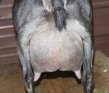 SD: GCH Buffalo Clover Katrina 2*M PC: Southern Grace