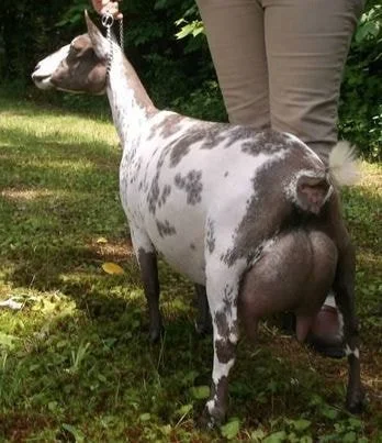 SSD: SGCH Phoenix Farm Summer Bird 4*M EEEE91 PC: Phoenix Farm