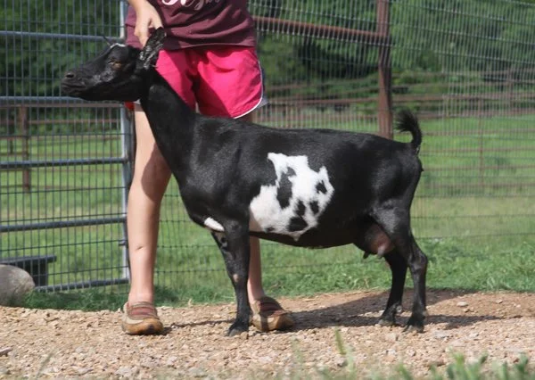 Southern Grace Anne Shirley 1*M PC: Southern Grace